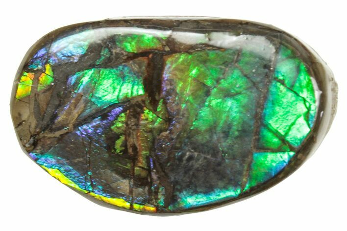 Iridescent Ammolite (Fossil Ammonite Shell) - Alberta #357394